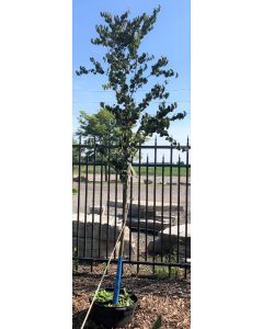 Red Fox Katsura Tree