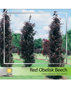 Red Obelisk Beech