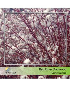 Red Osier Dogwood