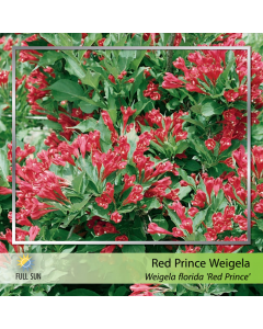 Red Prince Weigela