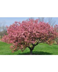 Red Splendor Crabapple