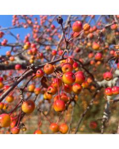 Redleaf Weeping Crabapple