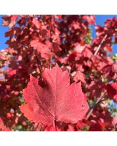 Redpointe Red Maple