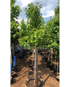 Redpointe Red Maple 12G 200cm