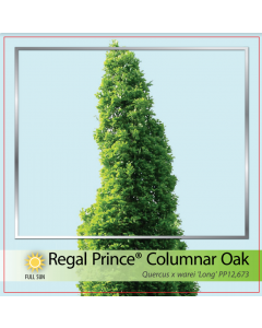 Regal Prince Oak