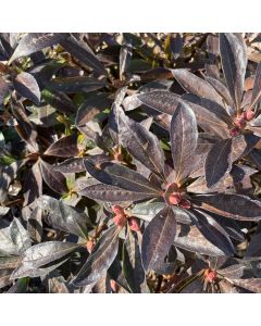 Northern Hi Lights Azalea
