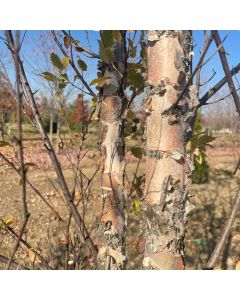 River Birch Clump