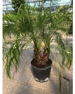 14" Roebellinii Palm