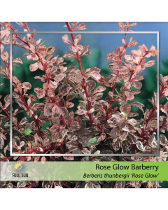 Rose Glow Barberry