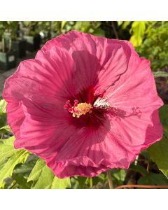 Rose Mallow 'Berry Awesome' 1G