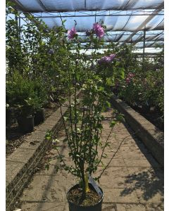 Rose of Sharon 'Ardens'