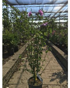 Rose Of Sharon 'Ardens'