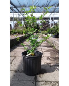 Rose of Sharon 'Blue Bird'