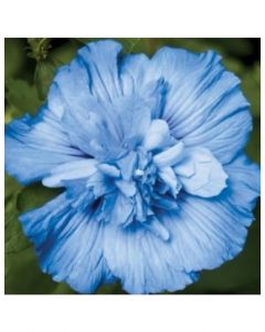 Rose of Sharon Blue Chiffon