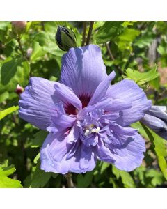 Rose of Sharon 'Blue Chiffon' Std