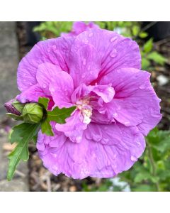 Rose of Sharon Lavender Chiffon