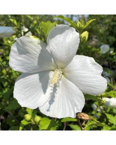 Rose of Sharon 'Diana'