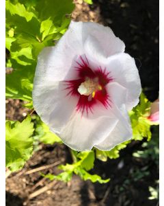 Rose of Sharon Helene