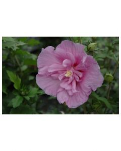 Rose of Sharon Lavende Chiffon