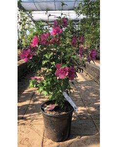 Rose of Sharon Lucy