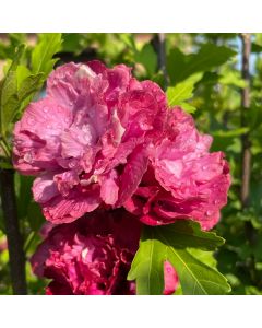 Rose Of Sharon 'Lucy' Std