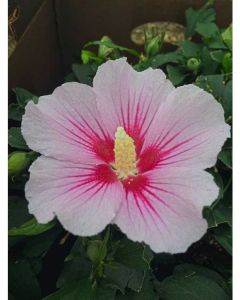 Rose of Sharon 'Orchid Satin'