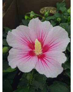 Rose of Sharon Orchid Satin