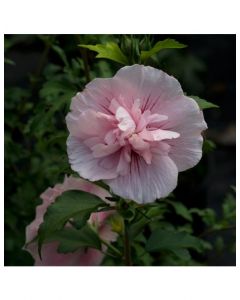 Rose of Sharon Pink Chiffon