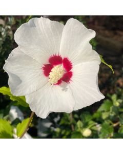 Rose of Sharon 'Red Heart'