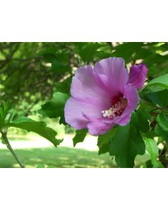 Rose Of Sharon Rubis