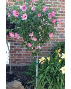 Rose Of Sharon Standard