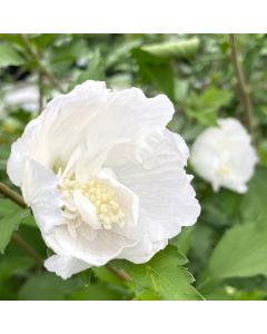 Rose of Sharon 'White Pillar'