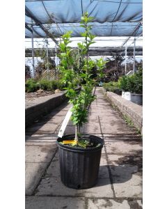 Rose of Sharon 'Woodbridge'