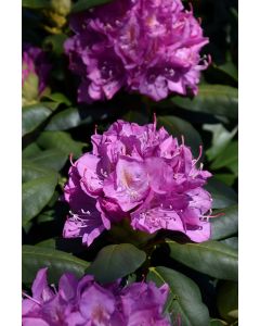 Roseum Elegans Rhododendron