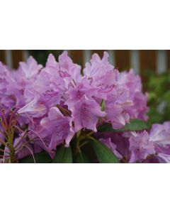 Roseum Pink Rhododendron