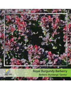 Royal Burgundy Barberry