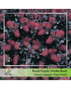 Royal Purple Smokebush