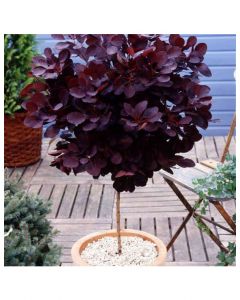 Royal Purple Smokebush Std.