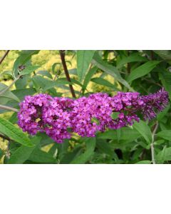 Royal Red Butterfly Bush