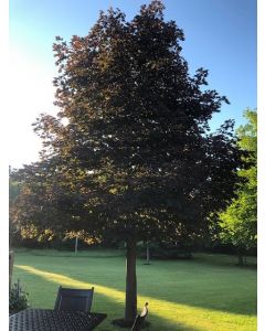 Royal Red Maple