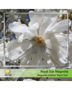 Royal Star Magnolia