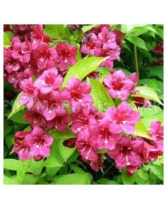 Rubidor Weigela