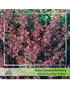 Ruby Carousel Barberry