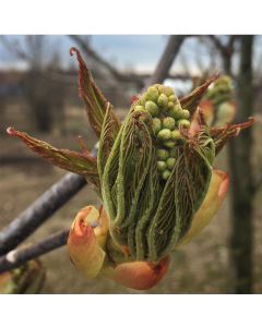 Ruby Red Horsechestnut