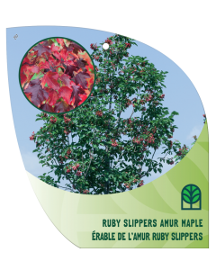 Ruby Slippers Amur Maple
