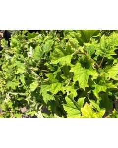Oakleaf Hydrangea