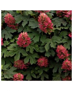 Ruby Slippers Hydrangea