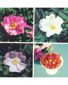 Shrub Rose Rugosa