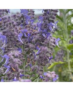 Russian Sage 'Demin n Lace' 1G