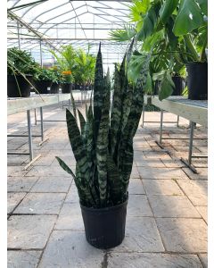 Sansevieria